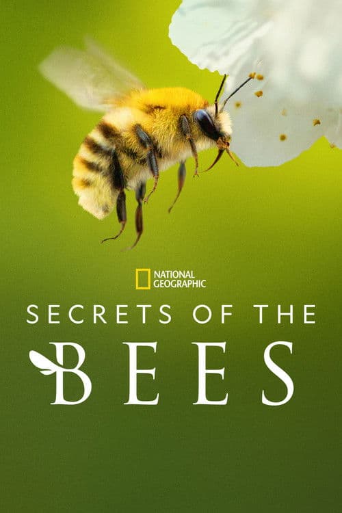 Secrets of the Bees (2026) TV show poster - 86% on Rotten Tweets